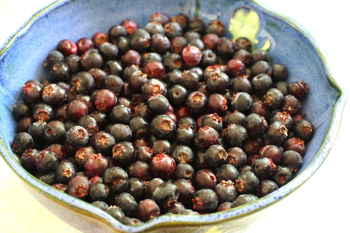 Blue bowl full of saskatoon berries.