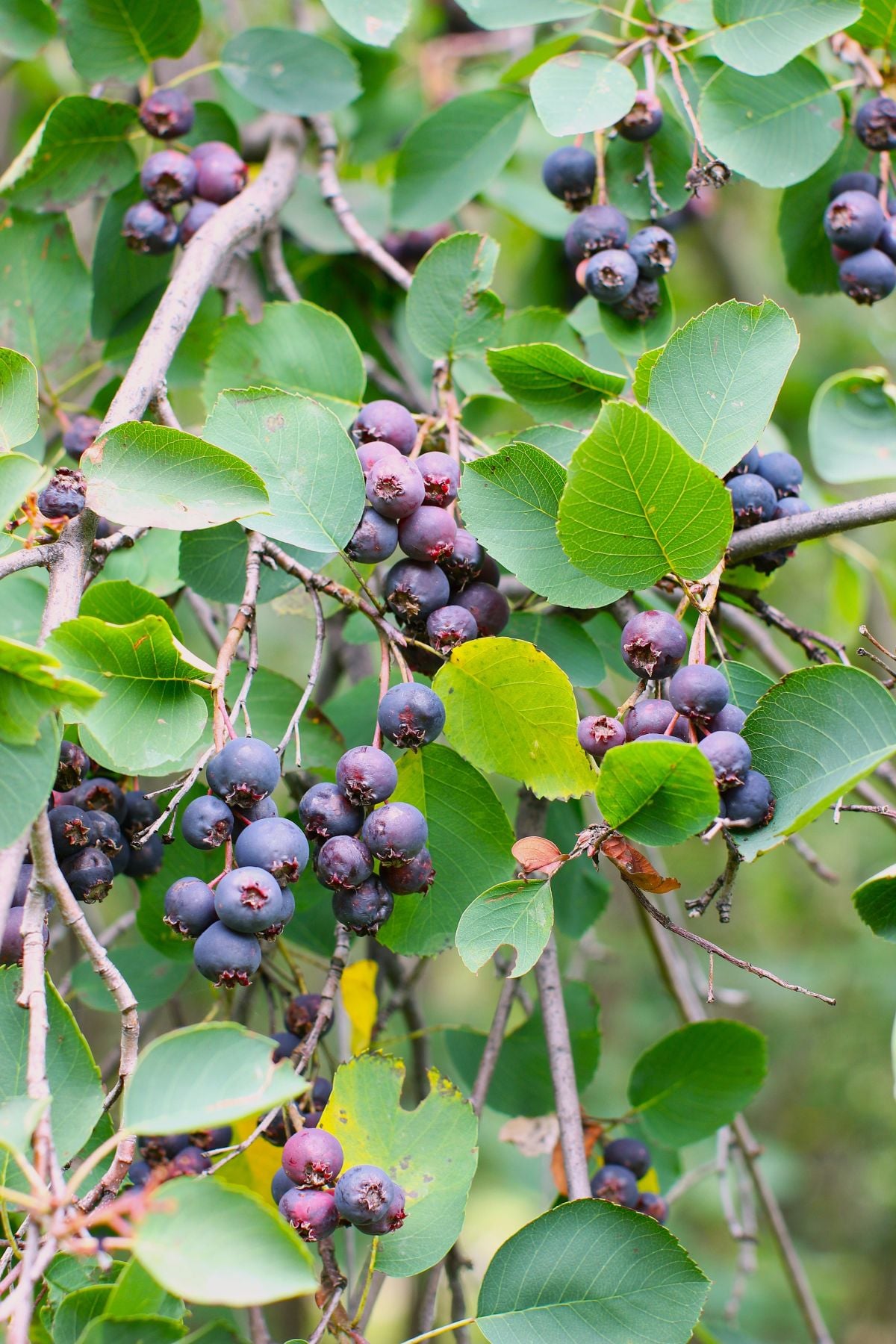 Close-up of loaded branches of saskatoon bush with clusters of purple berries.