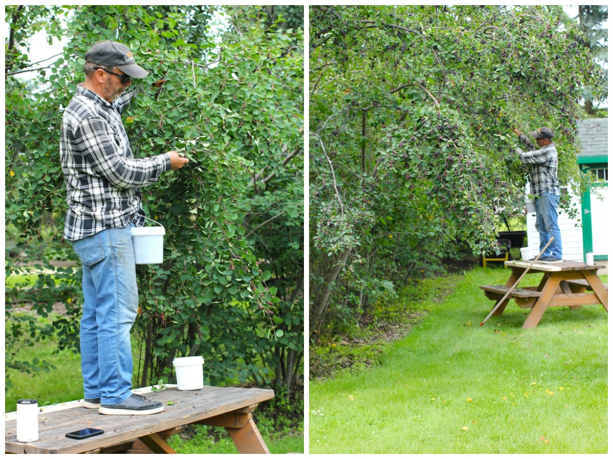 2 photo collage of Raymond standing on the picnic table picking saskatoon berries.