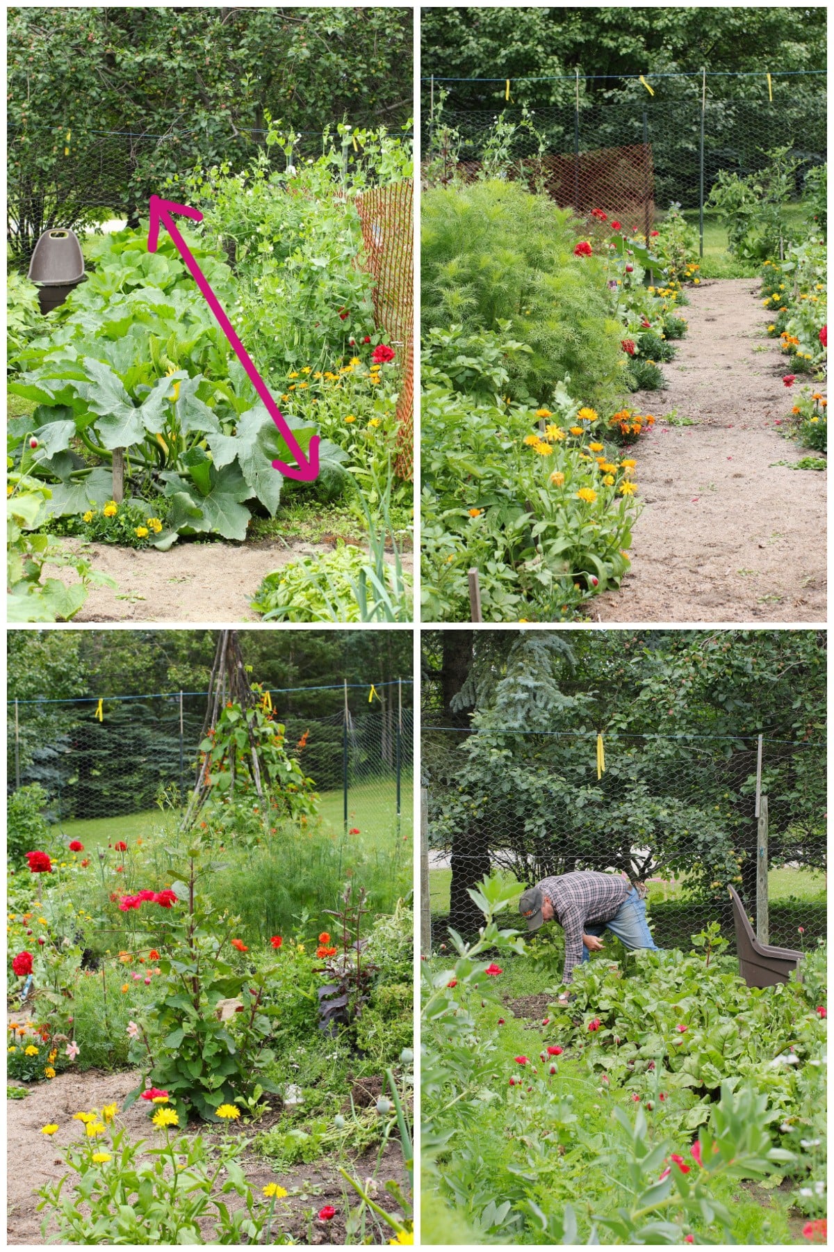 4 photo collage of the summer garden.