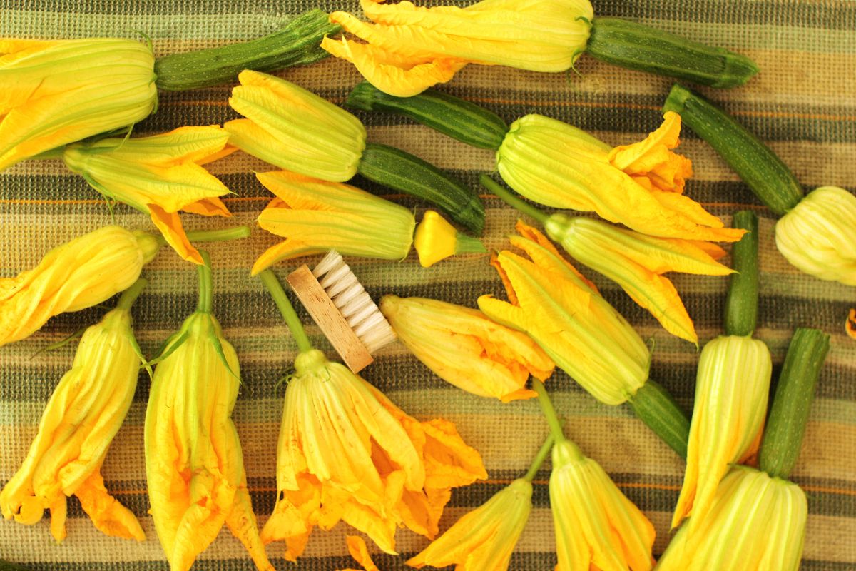 a variety of zucchni blossoms and a soft bristled brush, on a striped green tea towel.
