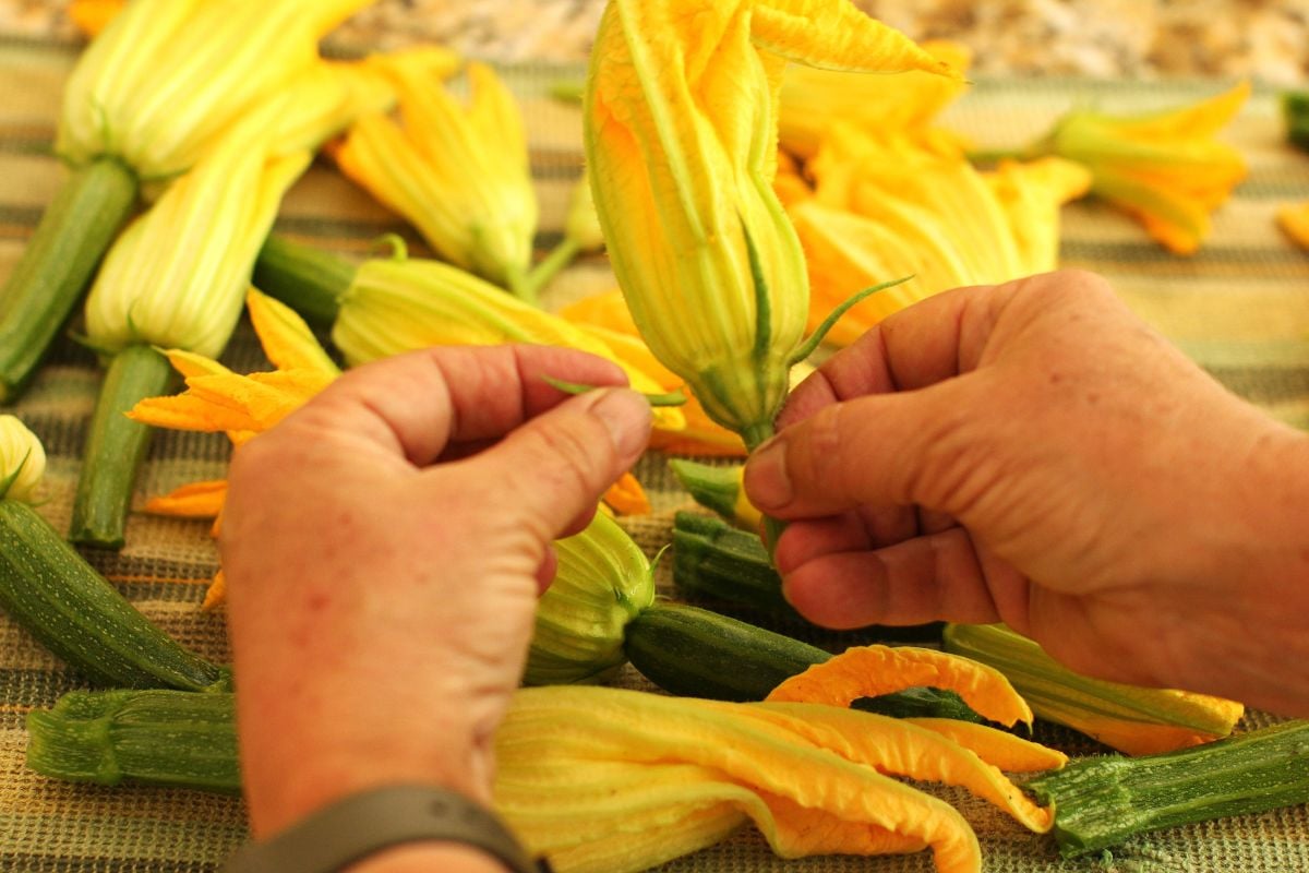 Two hands removing the sepals from the zucchini blossoms.