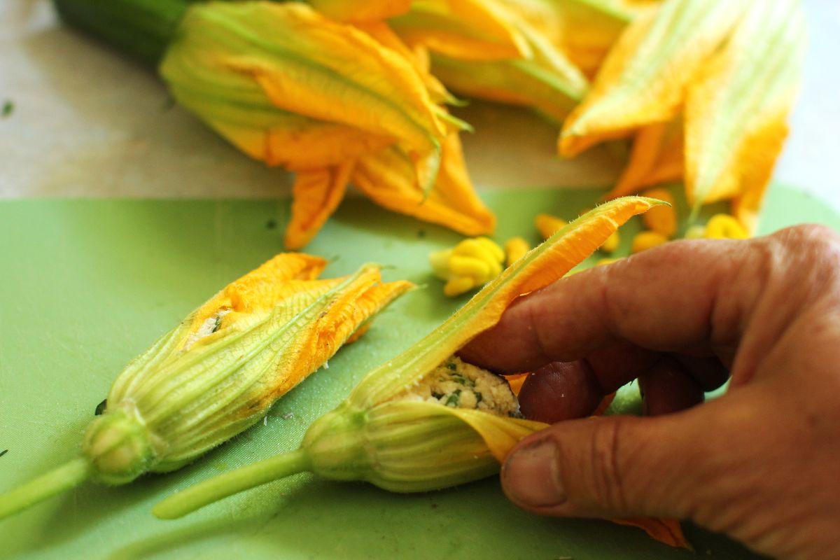 stuffing the zucchini blossoms with the crab filling.