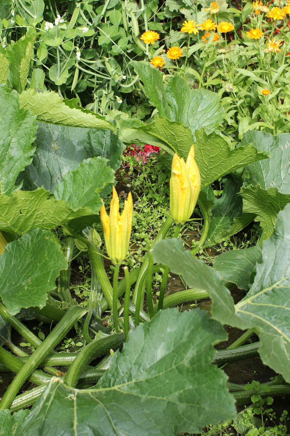 2 zucchini blossoms on the zucchini plant in the garden.