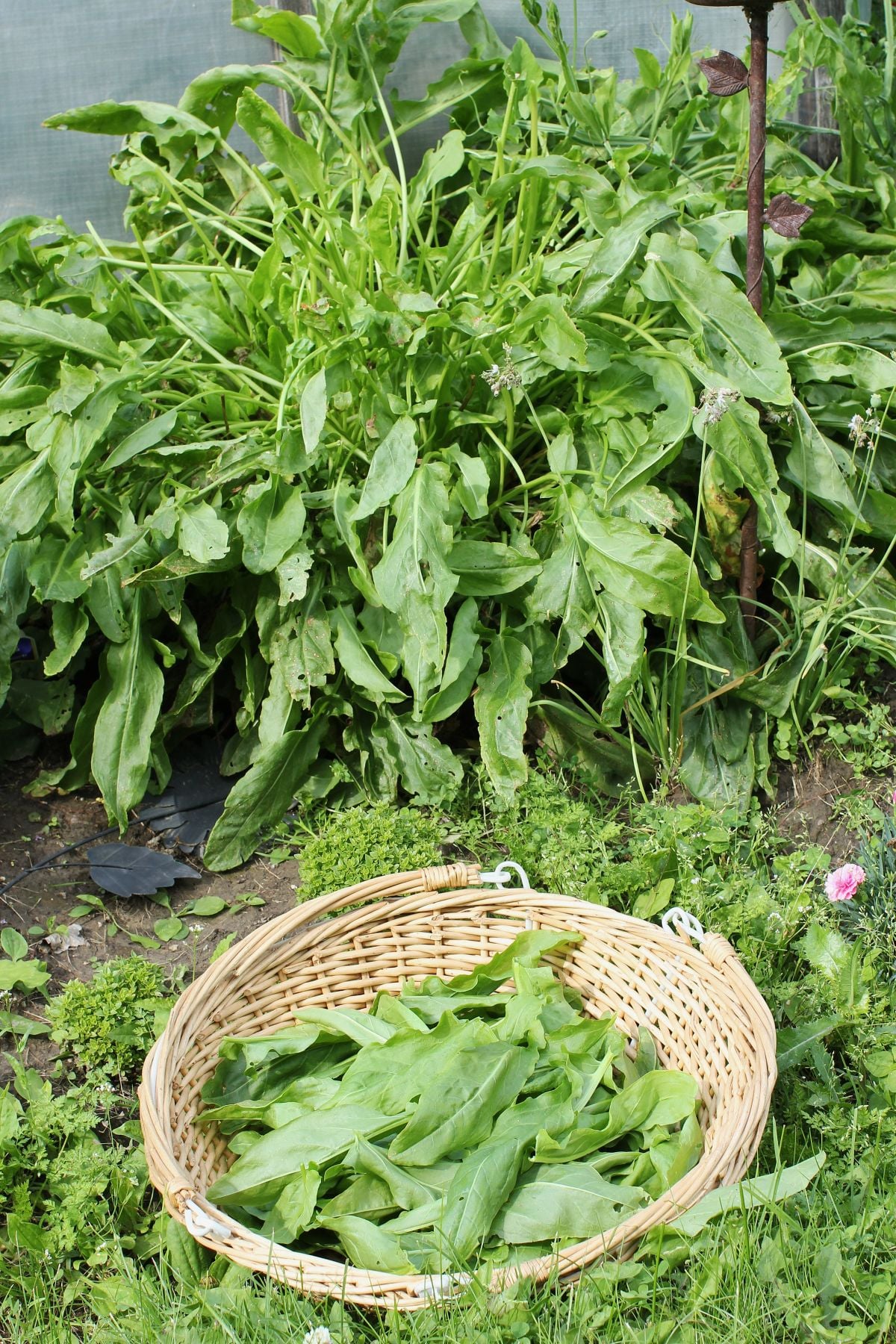 a large sorrel plant with a basket of the picked leaves sitting in the grass in front of it.